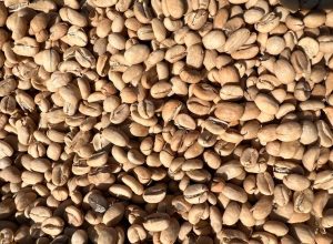 ethiopian-dried-peel-off-shell-coffee-bean-lying-dry-sun-bona-zuria-ethiopia_191971-29718